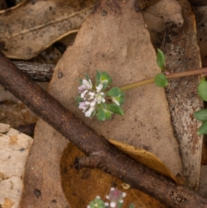 Poranthera microphylla at Cotter River, ACT - 24 Feb 2021