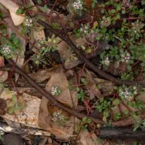 Poranthera microphylla at Cotter River, ACT - 24 Feb 2021