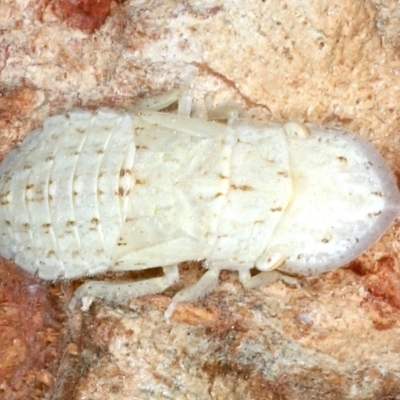 Ledromorpha planirostris (A leafhopper) at Majura, ACT - 26 Feb 2021 by jbromilow50