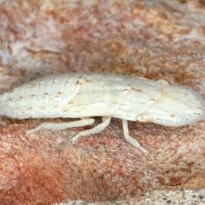 Ledromorpha planirostris at Majura, ACT - 26 Feb 2021