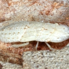 Ledromorpha planirostris at Majura, ACT - 26 Feb 2021 05:08 PM