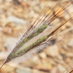 Dichanthium sericeum (Queensland Blue-grass) at Karabar, NSW - 27 Feb 2021 by tpreston