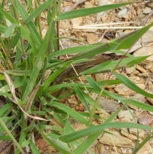 Dichanthium sericeum at Karabar, NSW - 27 Feb 2021