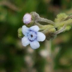 Cynoglossum australe (Australian Forget-me-not) at Karabar, NSW - 27 Feb 2021 by trevorpreston