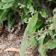 Cynoglossum australe at Karabar, NSW - 27 Feb 2021 02:32 PM