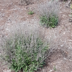 Cynoglossum australe at Karabar, NSW - 27 Feb 2021