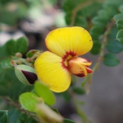 Bossiaea buxifolia (Matted Bossiaea) at Karabar, NSW - 27 Feb 2021 by trevorpreston