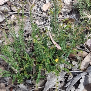 Bossiaea buxifolia at Karabar, NSW - 27 Feb 2021