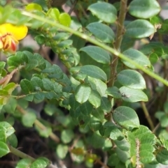 Bossiaea buxifolia at Karabar, NSW - 27 Feb 2021