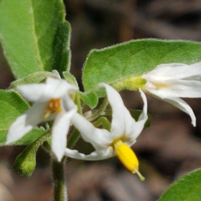 Solanum chenopodioides (Whitetip Nightshade) at Karabar, NSW - 27 Feb 2021 by tpreston