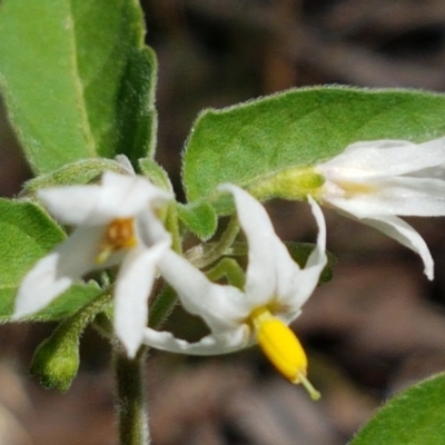 Solanum chenopodioides (Whitetip Nightshade) at Karabar, NSW - 27 Feb 2021 by trevorpreston