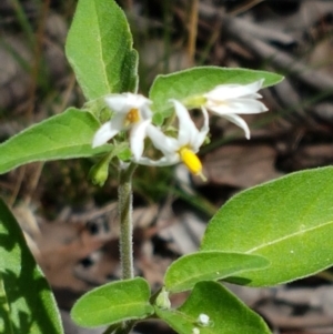 Solanum chenopodioides at Karabar, NSW - 27 Feb 2021