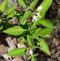 Solanum chenopodioides at Karabar, NSW - 27 Feb 2021