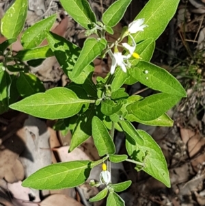 Solanum chenopodioides at Karabar, NSW - 27 Feb 2021