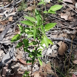 Solanum chenopodioides at Karabar, NSW - 27 Feb 2021