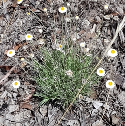 Leucochrysum albicans subsp. tricolor (Hoary Sunray) at Karabar, NSW - 27 Feb 2021 by tpreston