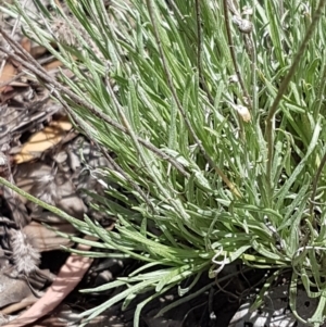 Leucochrysum albicans subsp. tricolor at Karabar, NSW - 27 Feb 2021