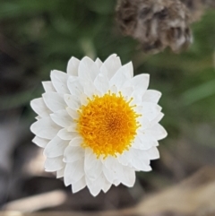 Leucochrysum albicans subsp. tricolor at Karabar, NSW - 27 Feb 2021