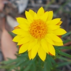 Xerochrysum viscosum (Sticky Everlasting) at Karabar, NSW - 27 Feb 2021 by trevorpreston