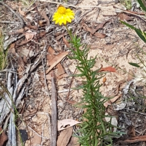 Xerochrysum viscosum at Karabar, NSW - 27 Feb 2021