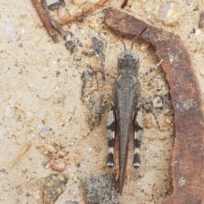Pycnostictus seriatus (Common Bandwing) at Karabar, NSW - 27 Feb 2021 by trevorpreston