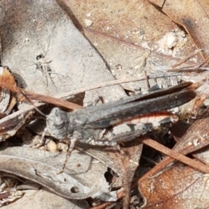 Pycnostictus seriatus at Karabar, NSW - 27 Feb 2021