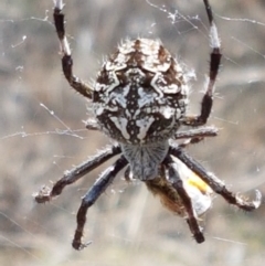 Backobourkia (genus) (An orb weaver) at Karabar, NSW - 27 Feb 2021 by trevorpreston