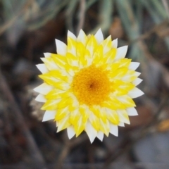 Leucochrysum albicans (Hoary Sunray) at Karabar, NSW - 27 Feb 2021 by tpreston