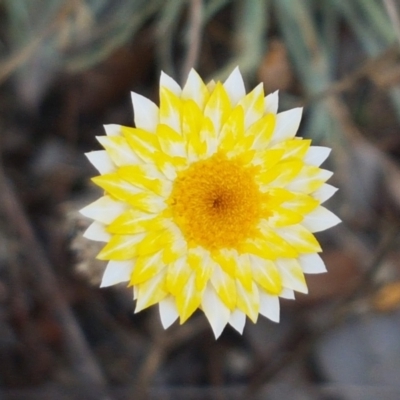 Leucochrysum albicans (Hoary Sunray) at Karabar, NSW - 27 Feb 2021 by trevorpreston