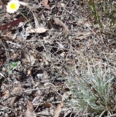 Leucochrysum albicans at Karabar, NSW - 27 Feb 2021