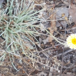 Leucochrysum albicans at Karabar, NSW - 27 Feb 2021