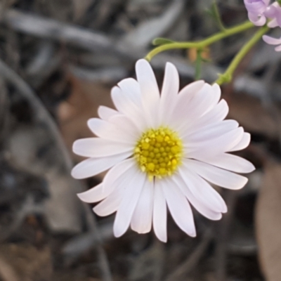 Brachyscome rigidula (Hairy Cut-leaf Daisy) at Karabar, NSW - 27 Feb 2021 by trevorpreston