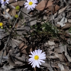 Brachyscome rigidula at Karabar, NSW - 27 Feb 2021 02:17 PM