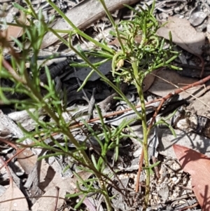 Brachyscome rigidula at Karabar, NSW - 27 Feb 2021 02:17 PM