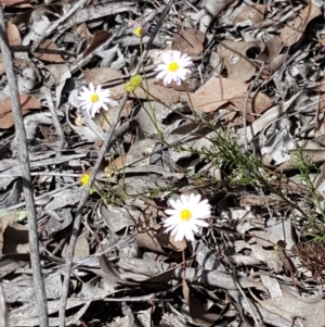 Brachyscome rigidula at Karabar, NSW - 27 Feb 2021 02:17 PM