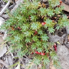 Astroloma humifusum (Cranberry Heath) at Karabar, NSW - 27 Feb 2021 by tpreston