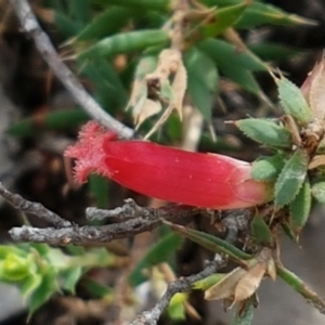 Styphelia humifusum at Karabar, NSW - 27 Feb 2021