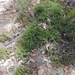 Styphelia humifusum at Karabar, NSW - 27 Feb 2021