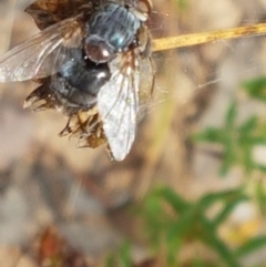 Calliphoridae (family) (Unidentified blowfly) at Karabar, NSW - 27 Feb 2021 by trevorpreston