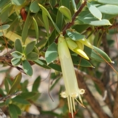 Styphelia triflora (Five-corners) at Karabar, NSW - 27 Feb 2021 by trevorpreston