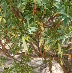 Styphelia triflora at Karabar, NSW - 27 Feb 2021