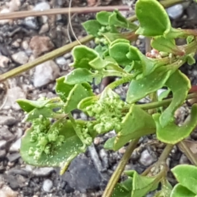 Einadia hastata (Berry Saltbush) at Karabar, NSW - 27 Feb 2021 by trevorpreston
