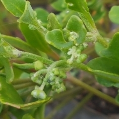 Einadia hastata at Karabar, NSW - 27 Feb 2021