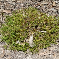 Einadia hastata at Karabar, NSW - 27 Feb 2021