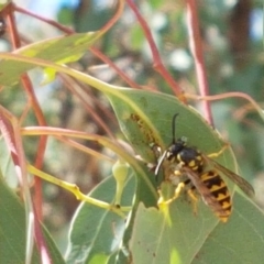 Vespula germanica (European wasp) at Karabar, NSW - 27 Feb 2021 by tpreston