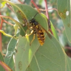 Vespula germanica at Karabar, NSW - 27 Feb 2021