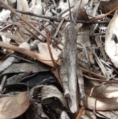 Coryphistes ruricola (Bark-mimicking Grasshopper) at Karabar, NSW - 27 Feb 2021 by trevorpreston