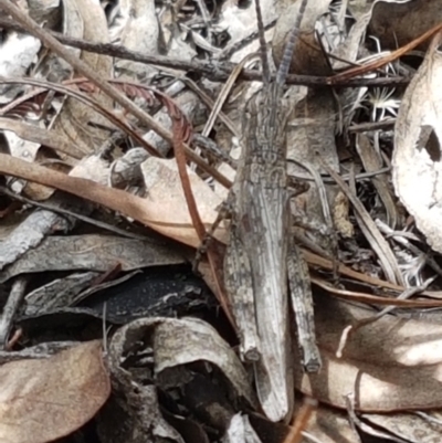 Coryphistes ruricola (Bark-mimicking Grasshopper) at Karabar, NSW - 27 Feb 2021 by trevorpreston