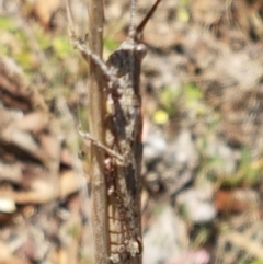 Coryphistes ruricola at Karabar, NSW - 27 Feb 2021