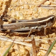 Macrotona australis (Common Macrotona Grasshopper) at Karabar, NSW - 27 Feb 2021 by trevorpreston